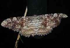 Thysania agrippina