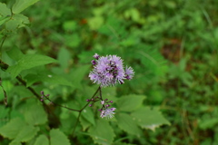 Thalictrum faberi