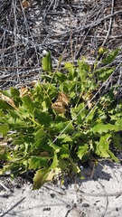 Knowltonia vesicatoria