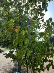 Acer negundo