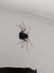 Paraphrynus carolynae