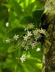 Phalaenopsis modesta