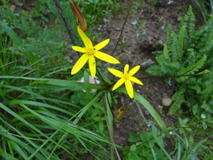 Pauridia gracilipes gracilipes