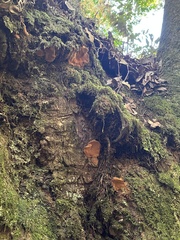 Fuscoporia