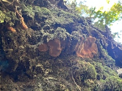 Fuscoporia