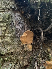 Fuscoporia