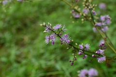 Thalictrum faberi
