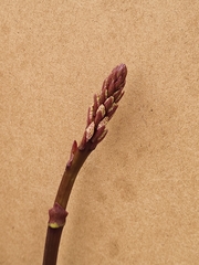 Dipodium