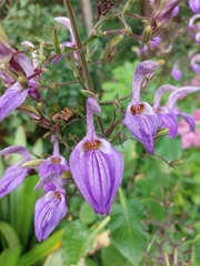 Brillantaisia owariensis