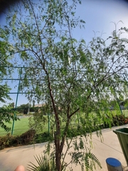 Schinus molle