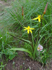 Pauridia gracilipes gracilipes