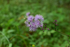 Thalictrum faberi