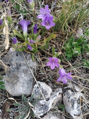 Campanula sibirica taurica