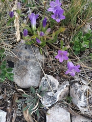 Campanula sibirica taurica