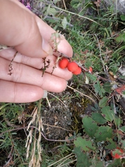 Cotoneaster integerrimus