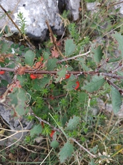 Cotoneaster integerrimus