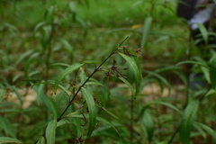 Vincetoxicum stauntonii