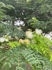 Libidibia ferrea