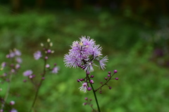 Thalictrum faberi