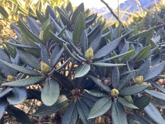 Rhododendron pseudochrysanthum