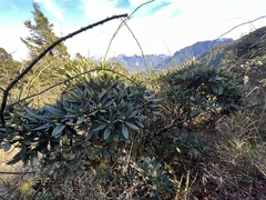 Rhododendron pseudochrysanthum