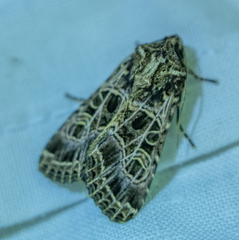 Sideridis reticulata