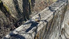 Trochalopteron morrisonianum