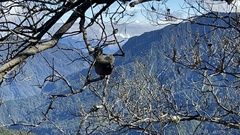 Trochalopteron morrisonianum