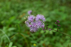 Thalictrum faberi