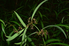 Vincetoxicum stauntonii