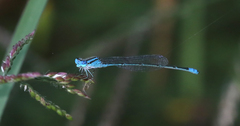 Pseudagrion australasiae