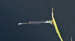 Pseudagrion rubriceps