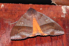 Thyas miniacea