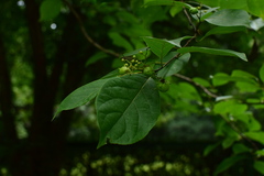 Ehretia acuminata