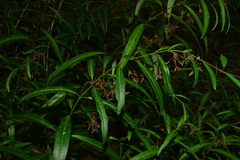Vincetoxicum stauntonii