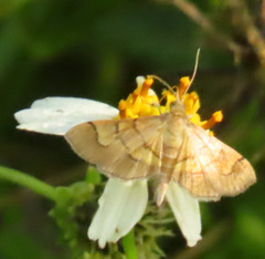 Orphanostigma haemorrhoidalis