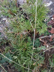 Paeonia tenuifolia