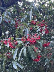 Photinia niitakayamensis