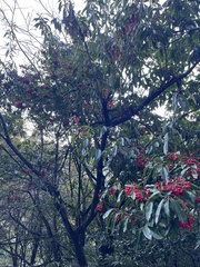 Photinia niitakayamensis