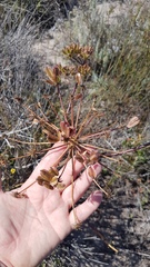 Cynorhiza typica