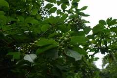 Ehretia acuminata