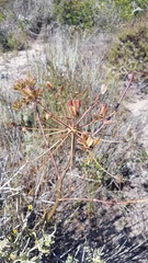 Cynorhiza typica