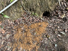 Manis pentadactyla pentadactyla