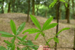 Quercus phellos