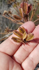 Cynorhiza typica
