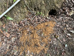 Manis pentadactyla pentadactyla