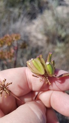 Cynorhiza typica