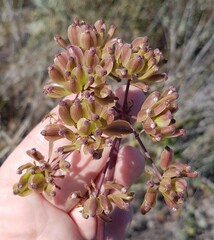 Cynorhiza typica