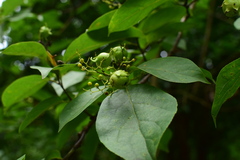 Ehretia acuminata