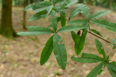 Quercus phellos